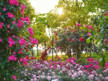 上海前滩休闲公园，月季花海盛景等你赏